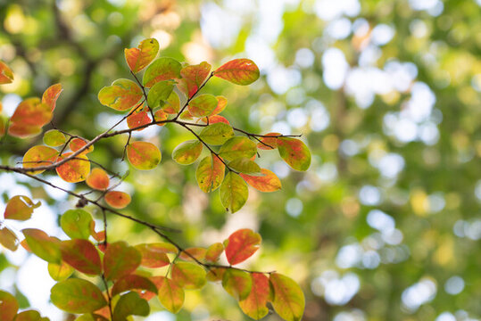 秋日紅葉