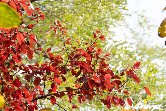 秋天紅葉