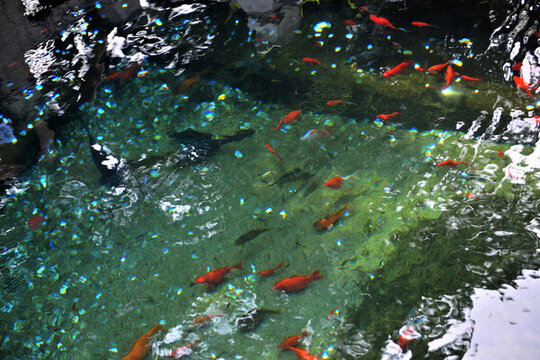 池中小紅魚