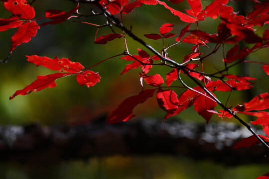 本溪紅葉