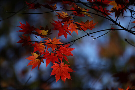 本溪紅葉