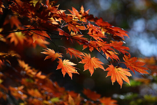 本溪紅葉