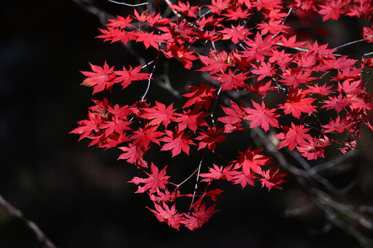 本溪紅葉