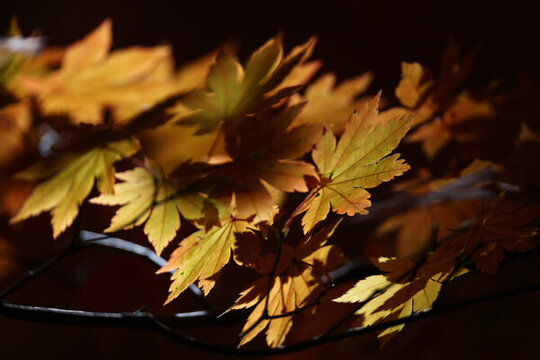 本溪紅葉