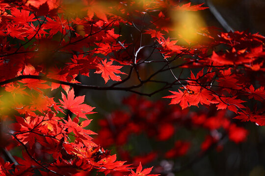 本溪紅葉