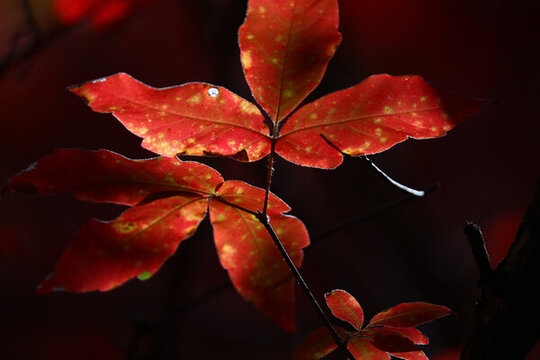本溪紅葉