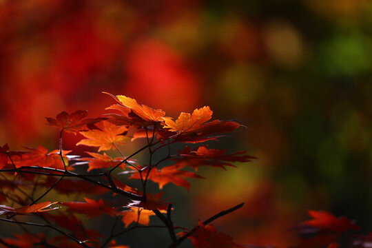 本溪紅葉