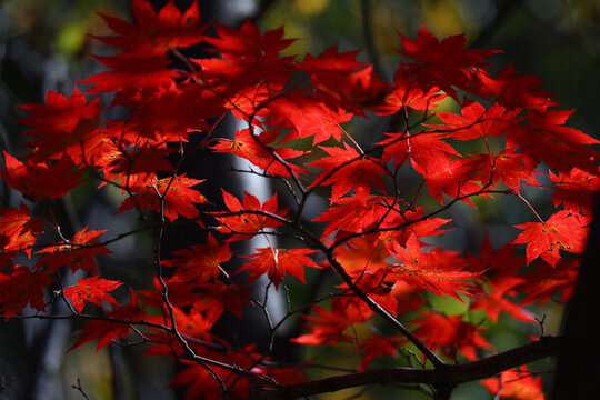 本溪紅葉