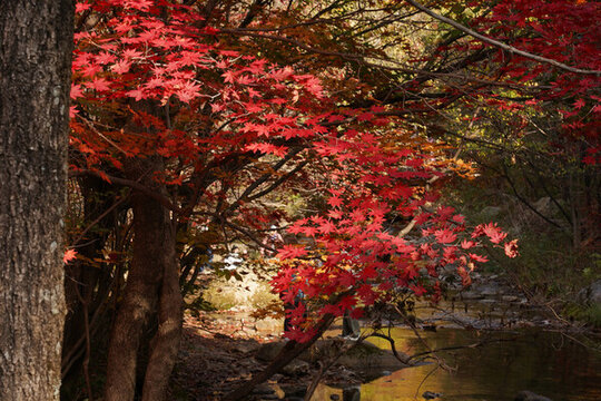 本溪紅葉