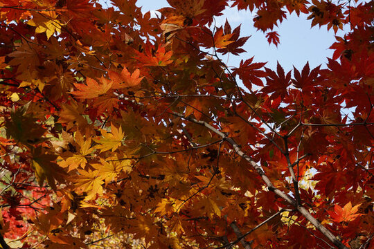 紅色楓葉