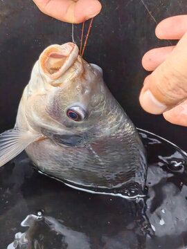 釣魚(yú)