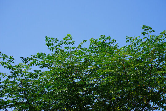 藍(lán)天綠枝