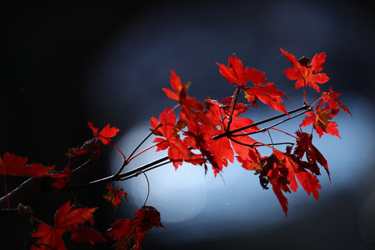 本溪紅葉