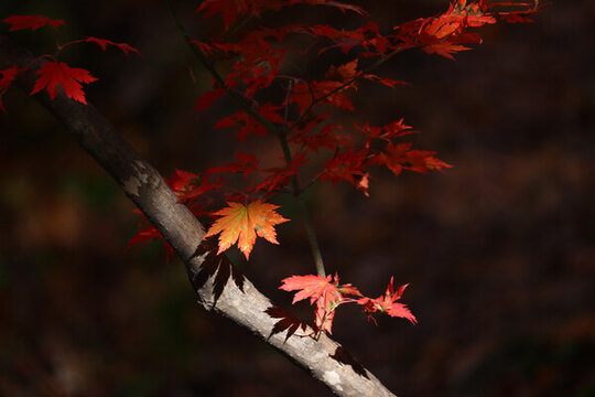 本溪紅葉