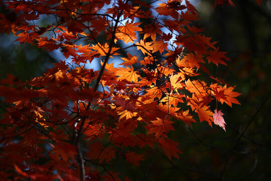 本溪紅葉