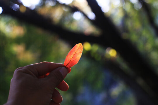 紅葉