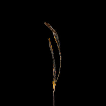 一根普洱茶干茶條索