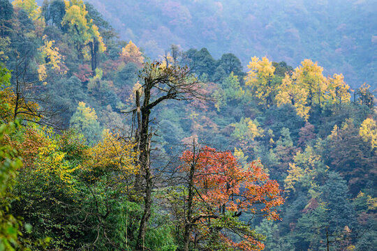 原始森林秋色紅葉彩林