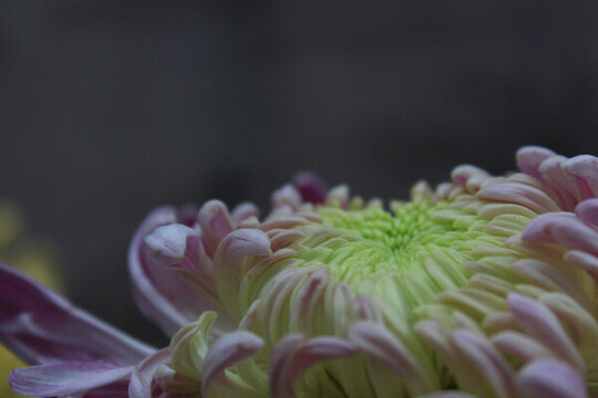 菊花局部特寫