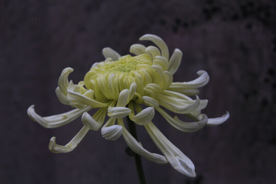 淡黃色菊花
