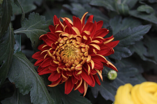 橘紅色菊花