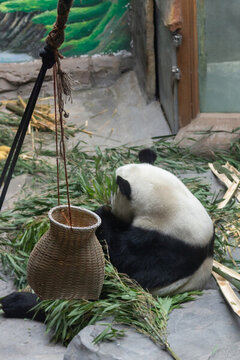 熊貓吃竹子