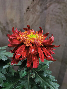橘紅色菊花
