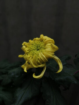 黃色秋菊
