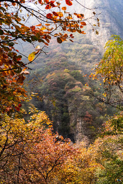 秋季登山賞紅葉看滿山紅葉美景