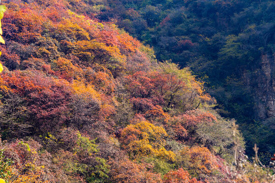 秋季登山賞紅葉看滿山紅葉美景