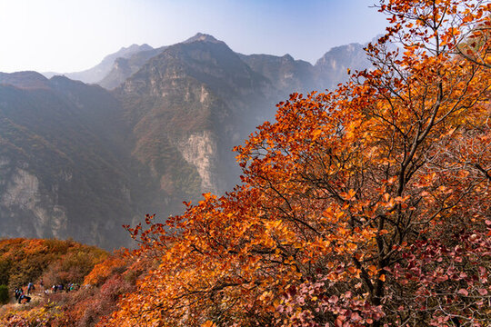 秋季登山賞紅葉看滿山紅葉美景