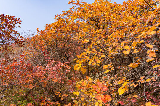 秋季登山賞紅葉看滿山紅葉美景
