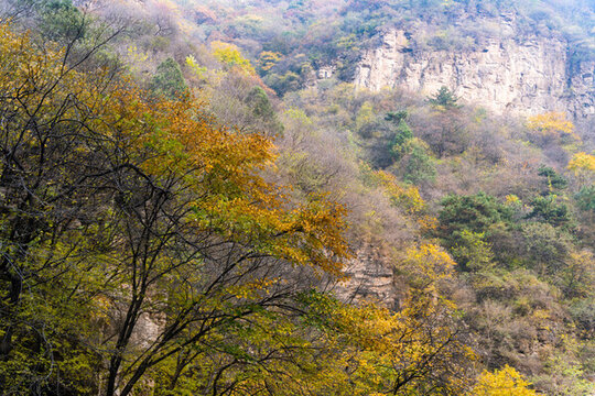 秋季登山賞紅葉看滿山紅葉美景