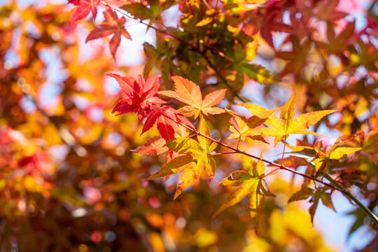 秋天的紅楓