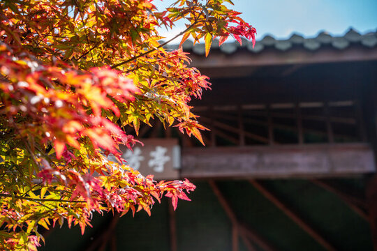 秋天的紅楓