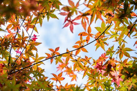 秋天的紅楓