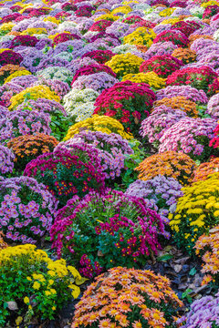 金秋賞菊滿園菊花