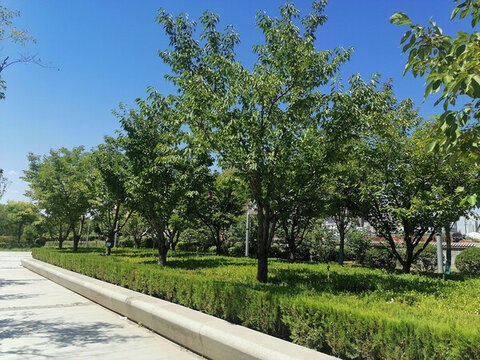 園林綠化