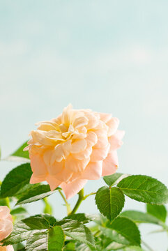 觀賞月季花