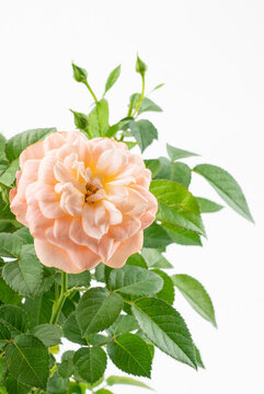 盆栽月季花