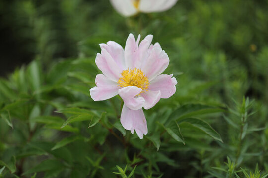 色芍藥花