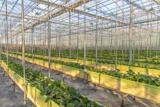 蔬菜種植基地
