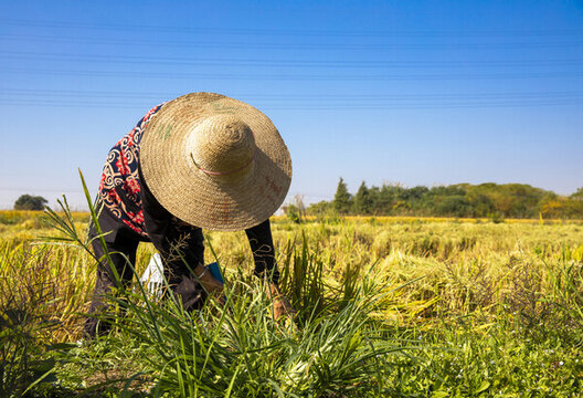 农民收割稻谷