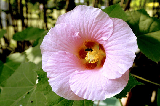 新芙蓉花品種錦蕊木芙蓉