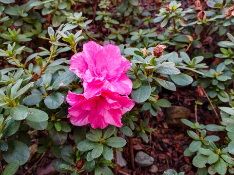 杜鵑花花卉特寫