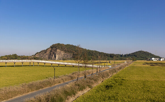 金色的田野