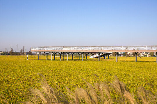 金色田野棧道