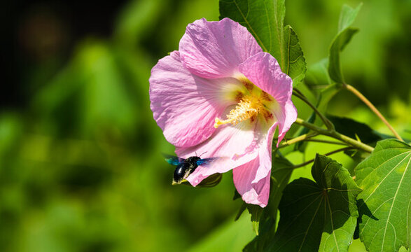 芙蓉花