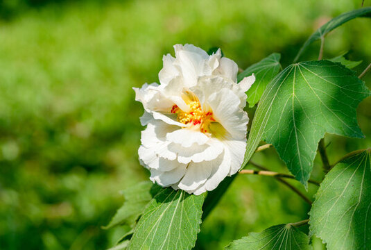 芙蓉花
