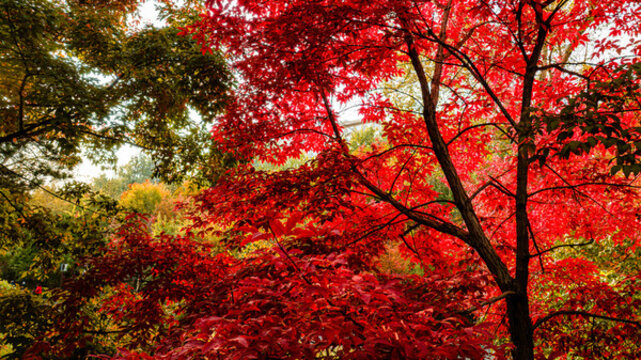 陽光下的紅楓樹